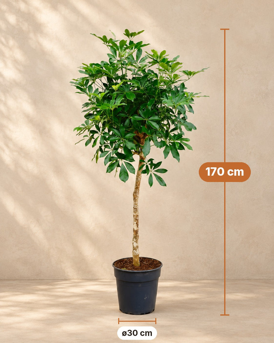 Cheflera (Schefflera) 170 cm de altura, maceta ø30 cm