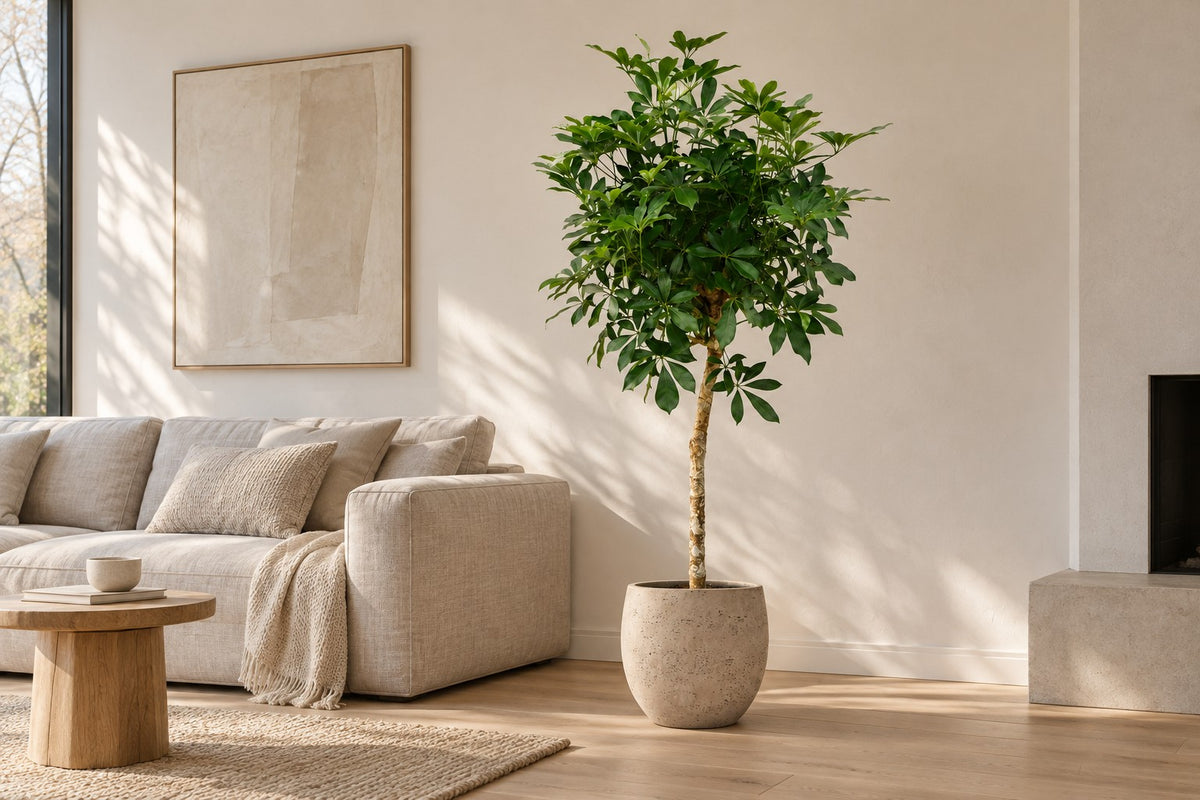 Vingerplant van 170 cm in sierpot Orb Grey Washed in een lichte woonkamer