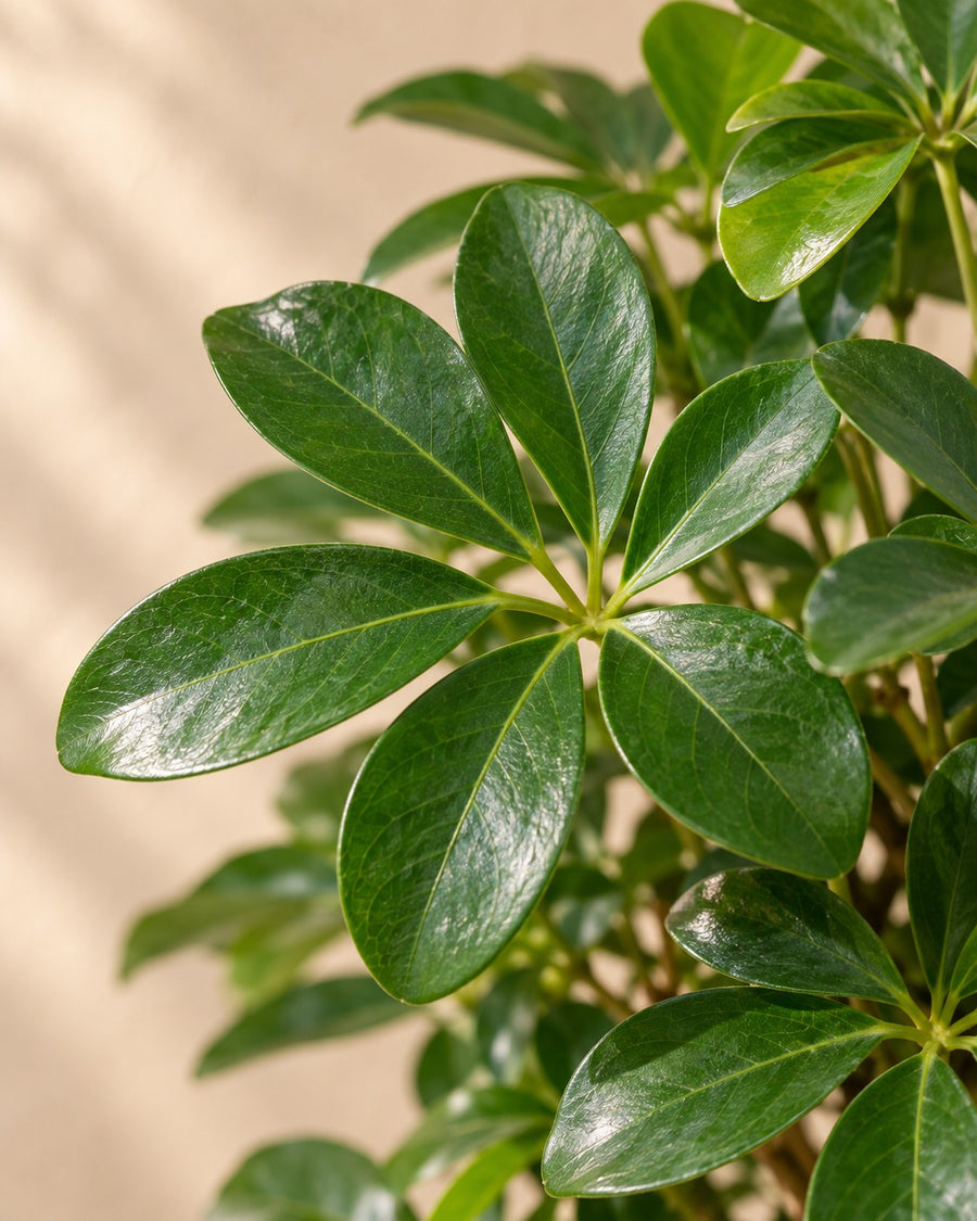 Vingerplant (Schefflera) 200 cm hoog, pot ø40 cm