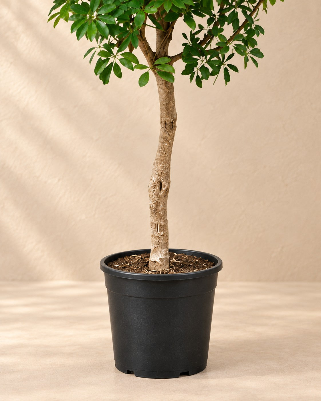 Onderste deel van de Vingerplant (Schefflera sp.) met de kweekpot