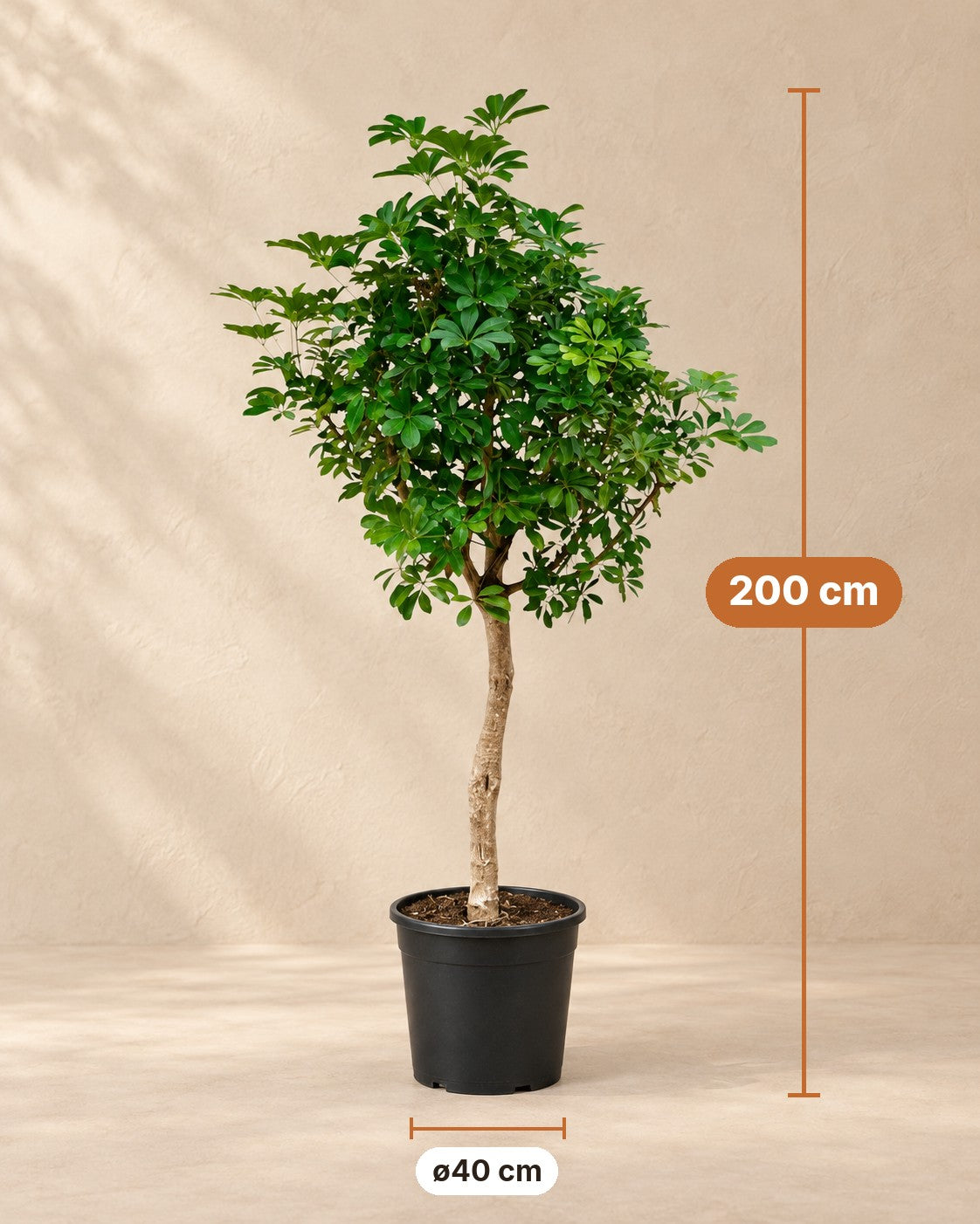 Afmetingen Vingerplant: 200 cm hoog, pot ø40 cm