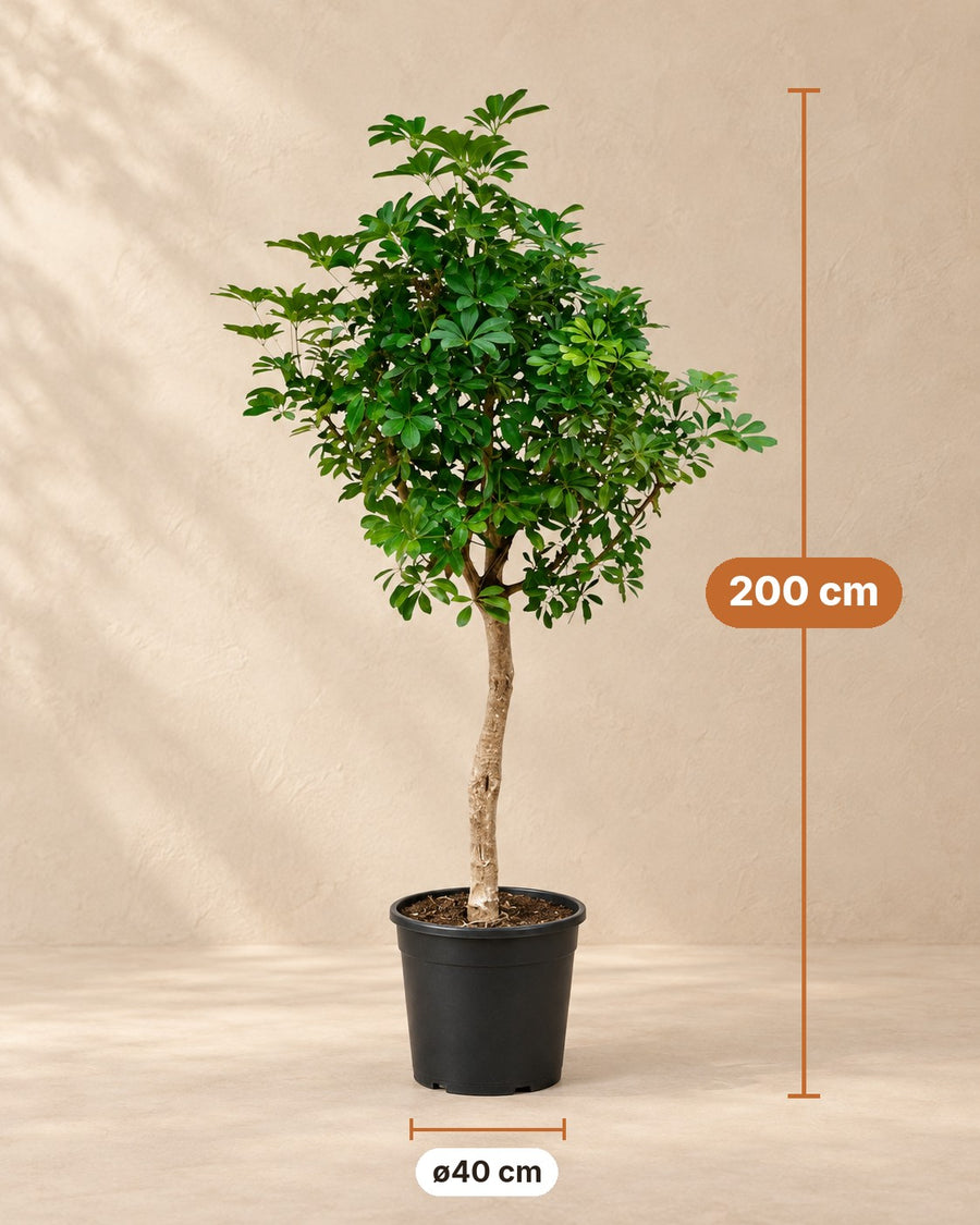 Vingerplant (Schefflera) 200 cm hoog, pot ø40 cm