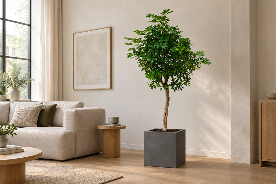 Vingerplant (Schefflera) 200 cm hoog, pot ø40 cm