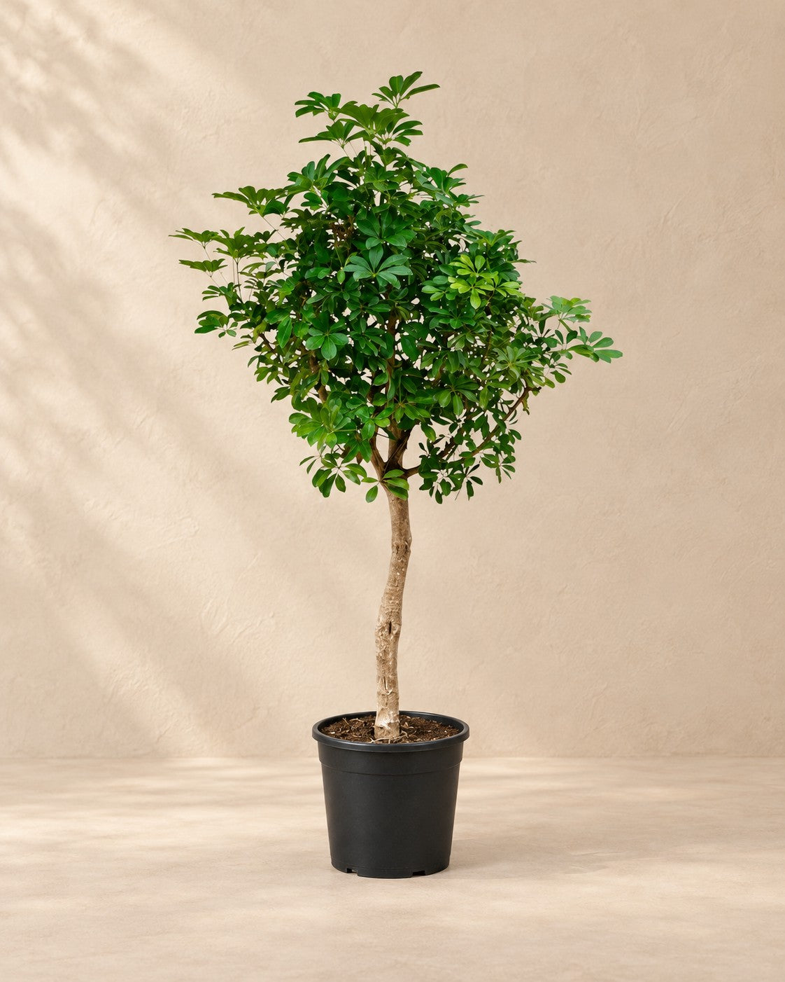 Vingerplant (Schefflera sp.) van 200 cm hoog in kweekpot van 40 cm