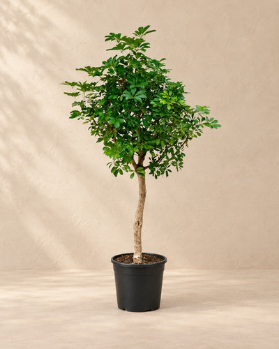 Vingerplant (Schefflera sp.) van 200 cm hoog in kweekpot van 40 cm