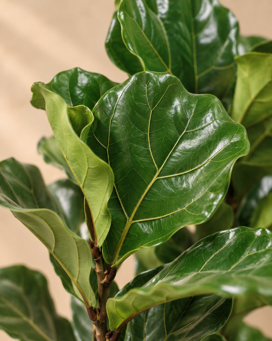 Primo piano delle foglie di Ficus lira (Ficus lyrata)