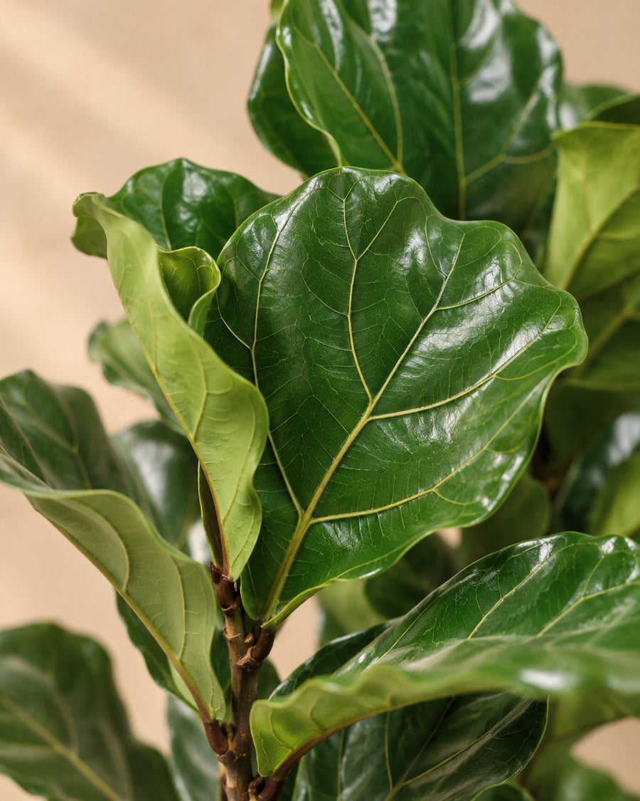Ficus lira (Ficus lyrata) 100 cm di altezza, vaso ø27 cm