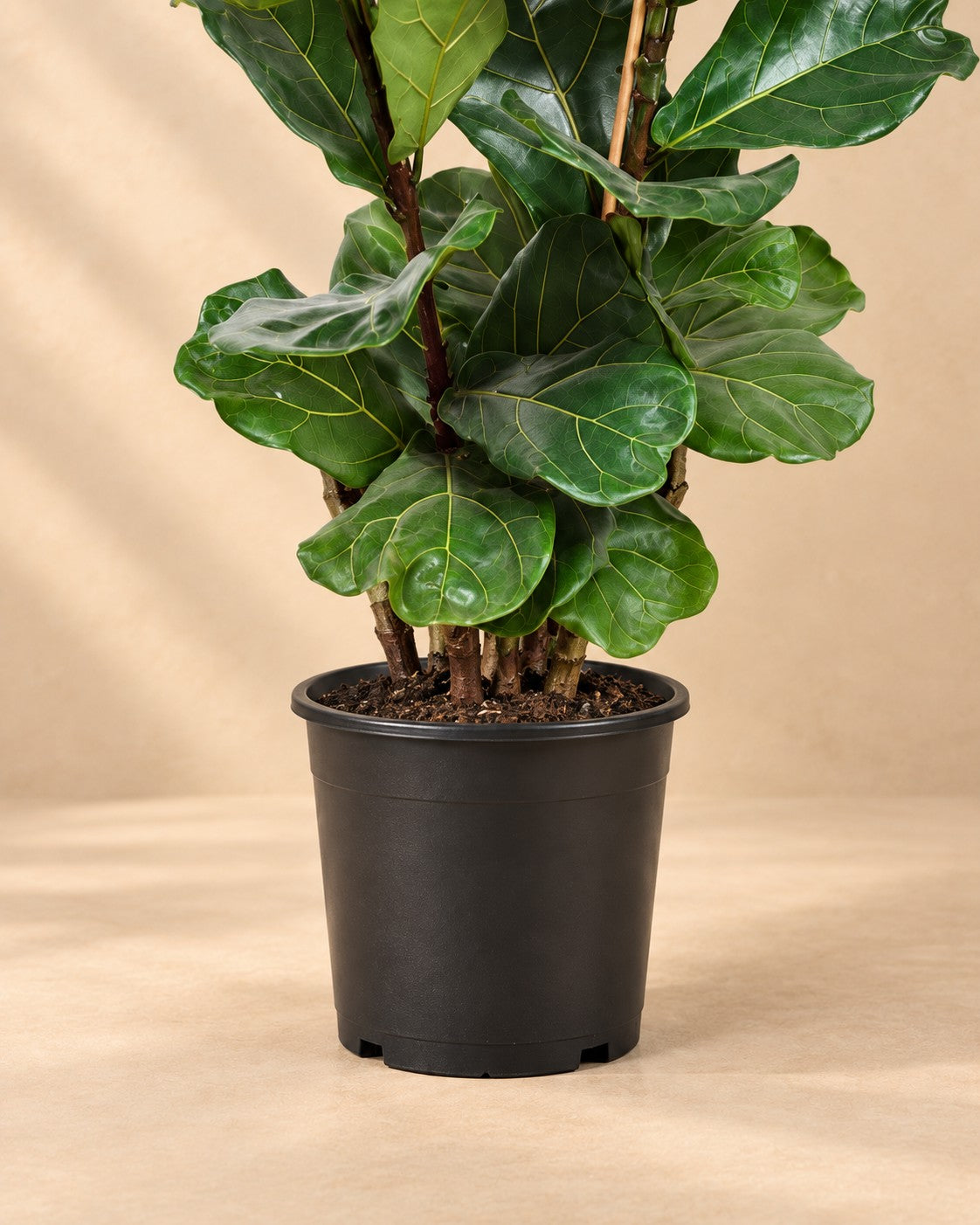 Parte bassa di Ficus lira (Ficus lyrata) con il vaso di coltivazione