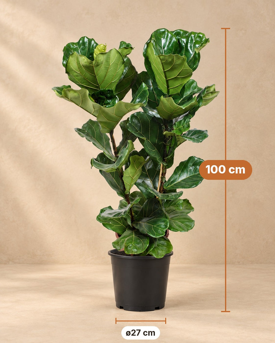 Ficus lira (Ficus lyrata) 100 cm di altezza, vaso ø27 cm