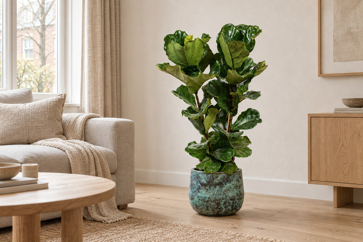Ficus lira, 100 cm, in vaso Elisa Mystic Green in un soggiorno luminoso