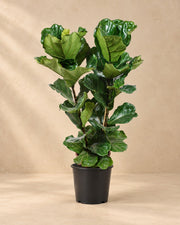 Ficus lira (Ficus lyrata), alta 100 cm in vaso di coltivazione da 27 cm