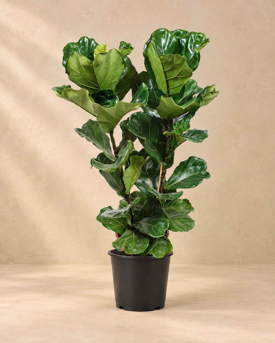 Ficus lira (Ficus lyrata), alta 100 cm in vaso di coltivazione da 27 cm