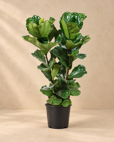 Ficus lira (Ficus lyrata), alta 100 cm in vaso di coltivazione da 27 cm