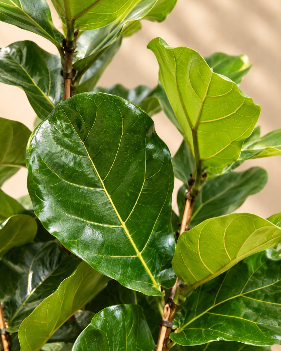 Ficus lira (Ficus lyrata) 140 cm di altezza, vaso ø27 cm