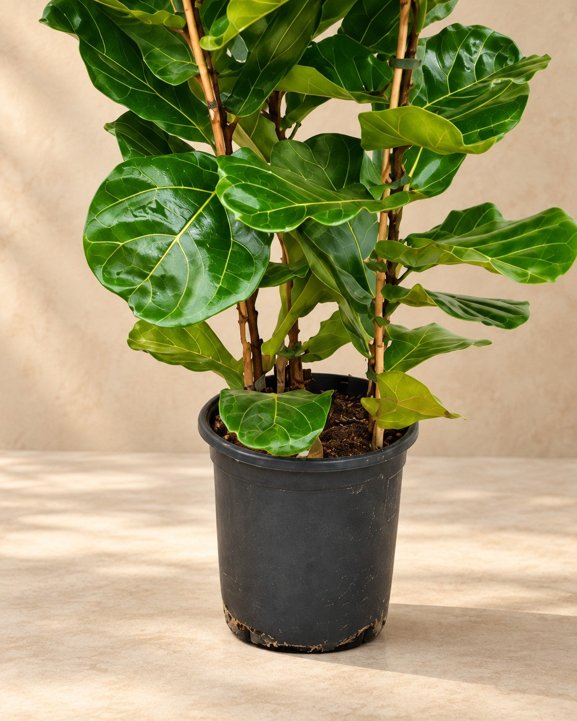 Parte bassa di Ficus lira (Ficus lyrata) con il vaso di coltivazione