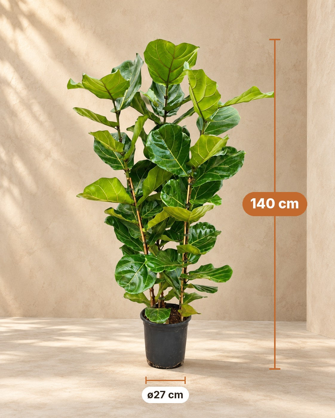 Dimensioni Ficus lira: altezza 140 cm, vaso ø27 cm