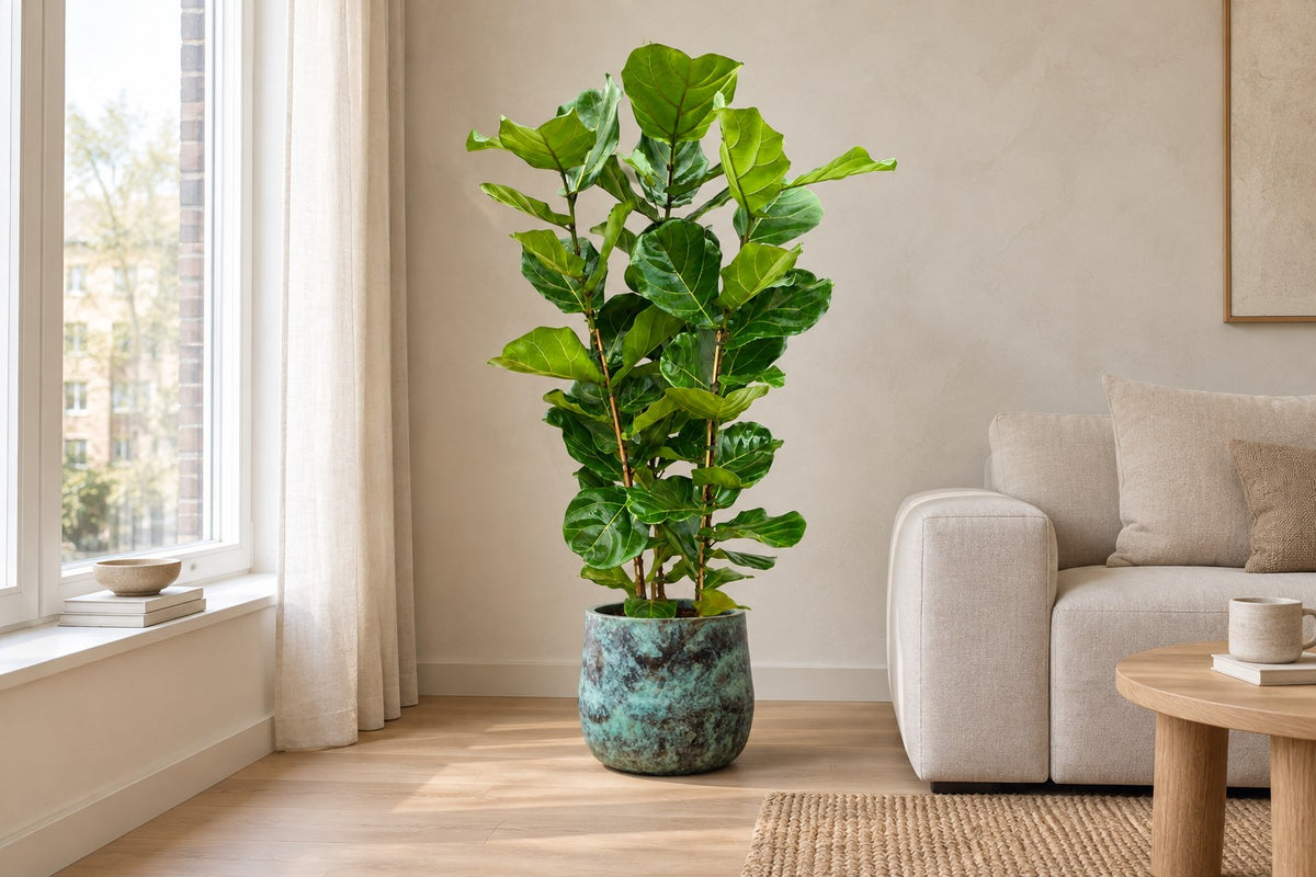 Ficus lira, 140 cm, in vaso Elisa Mystic Green in un soggiorno luminoso