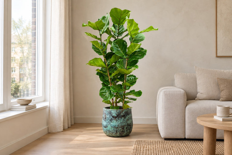 Ficus lira (Ficus lyrata) 140 cm di altezza, vaso ø27 cm