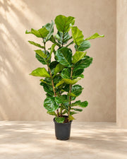 Ficus lira (Ficus lyrata), alta 140 cm in vaso di coltivazione da 27 cm