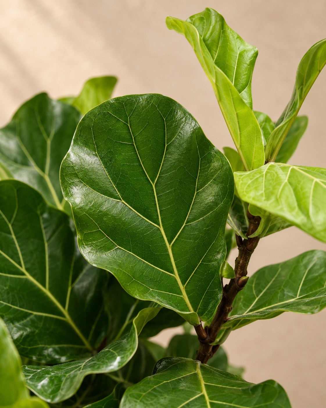 Nærbillede af bladene på Lyrefigen (Ficus lyrata)