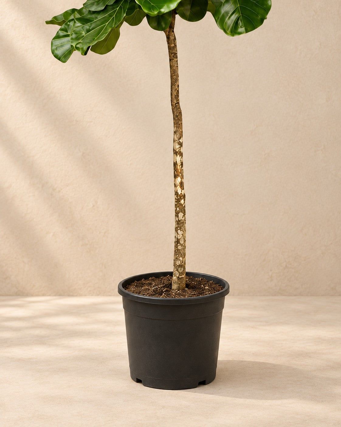 Nederste del af Lyrefigen (Ficus lyrata) med dyrkningspotten