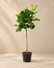 Lyrefigen (Ficus lyrata), 210 cm høj i en 40 cm dyrkningspotte