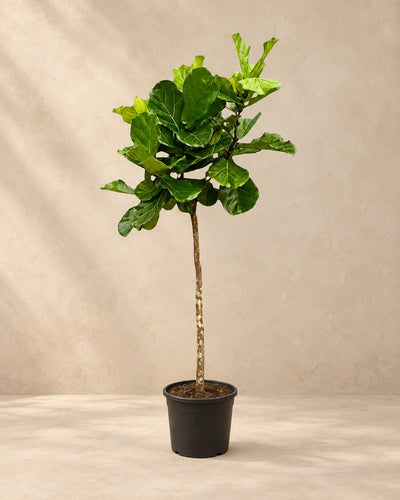 Lyrefigen (Ficus lyrata), 210 cm høj i en 40 cm dyrkningspotte
