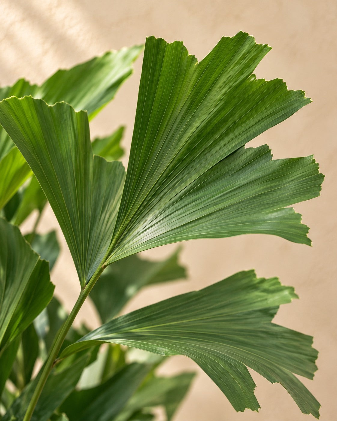 Close-up van het blad van de Vissenstaartpalm (Caryota mitis)