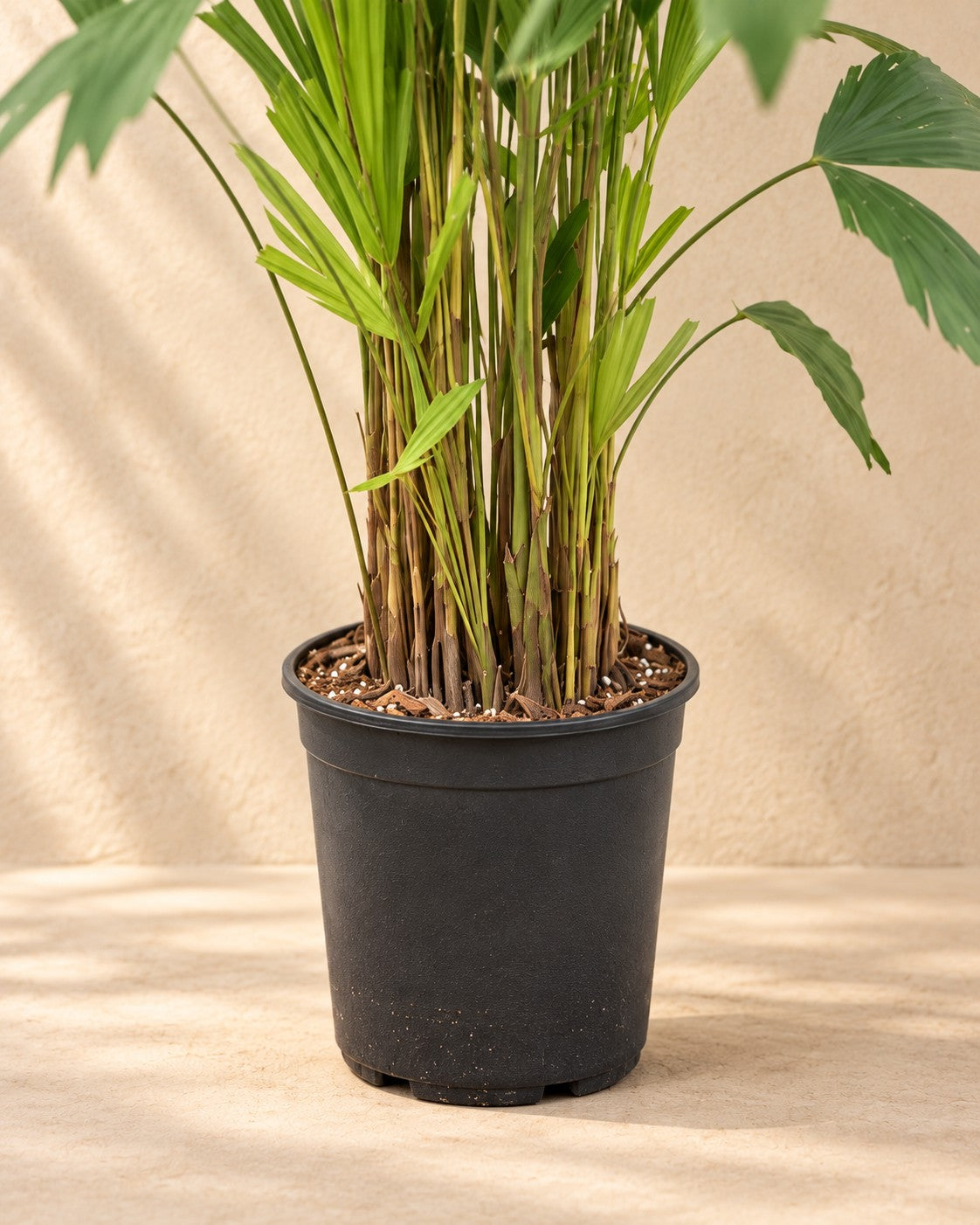 Lower part of the Fishtail Palm (Caryota mitis) with its nursery pot