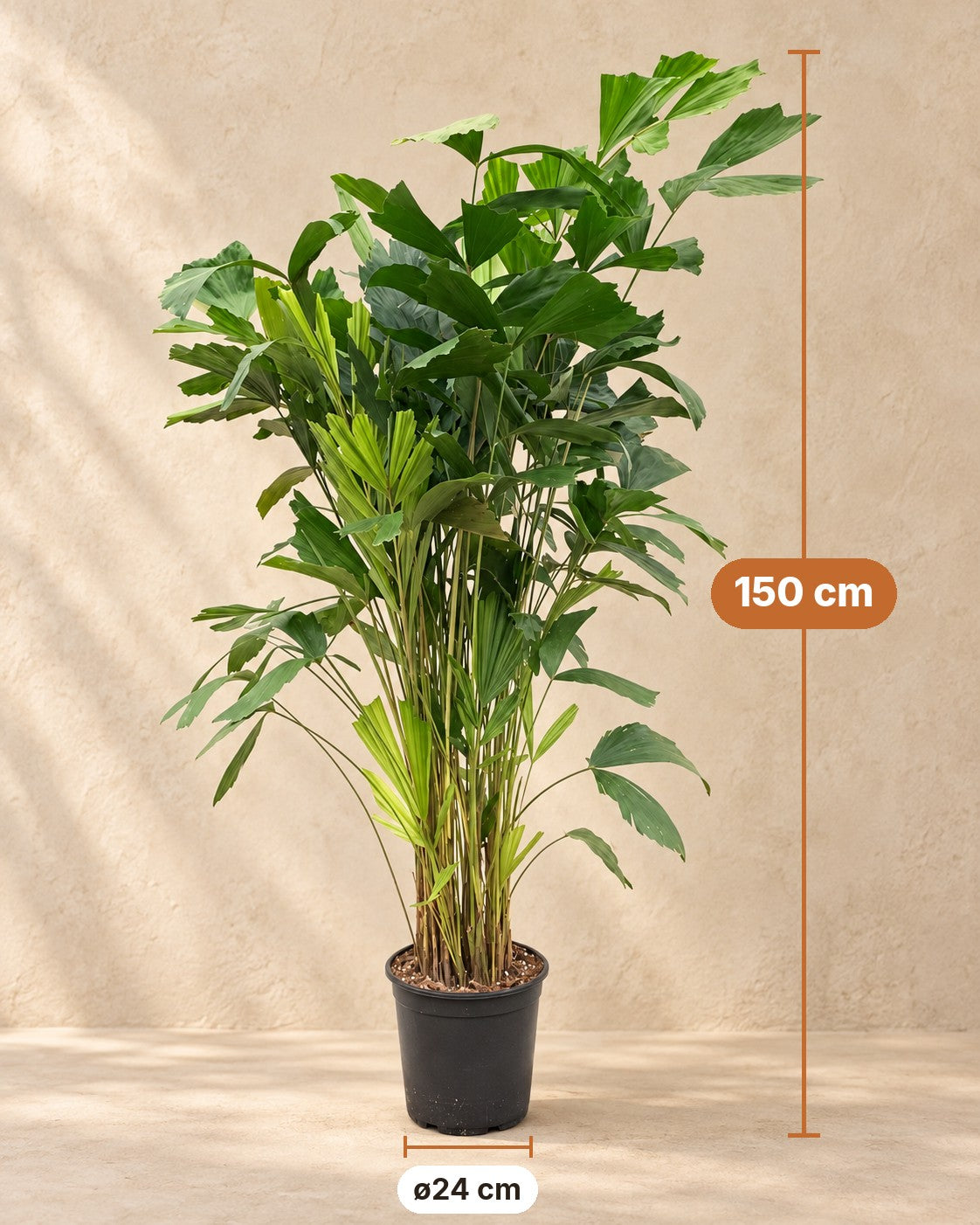 Dimensions of the Fishtail Palm: 150 cm tall, pot ø24 cm