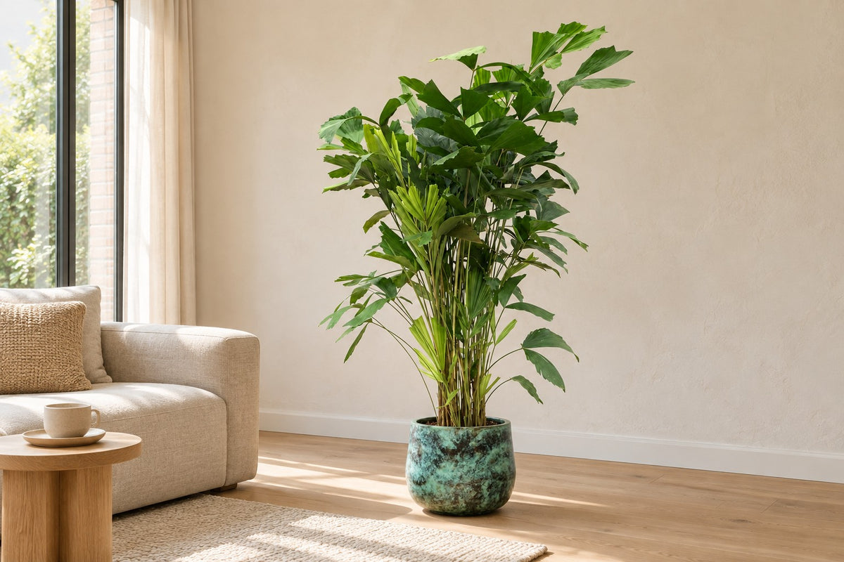 Fishtail Palm, 150 cm, in planter Elisa Mystic Green in a bright living room