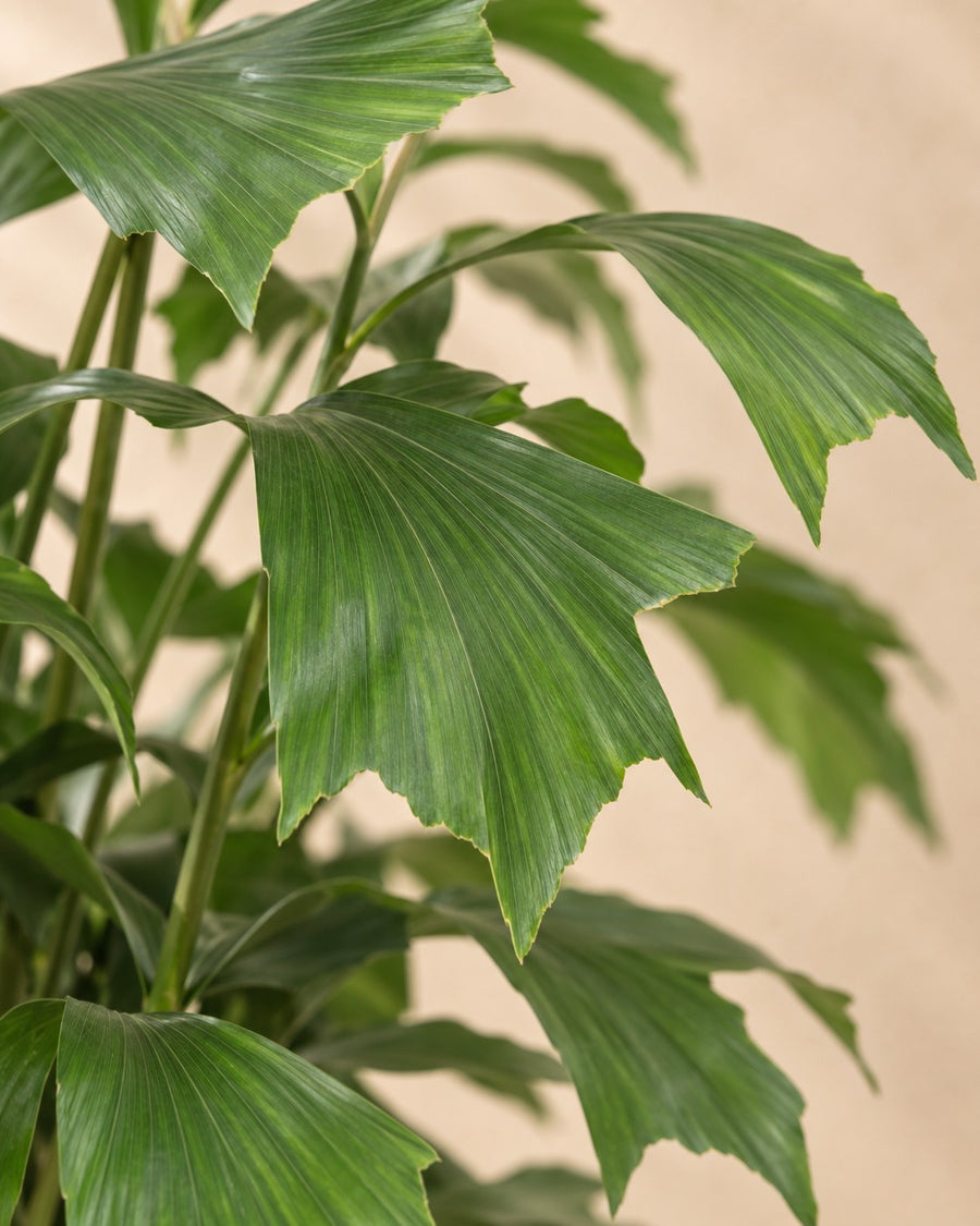 Fischschwanzpalme (Caryota mitis) 120 cm hoch, Topf ø21 cm