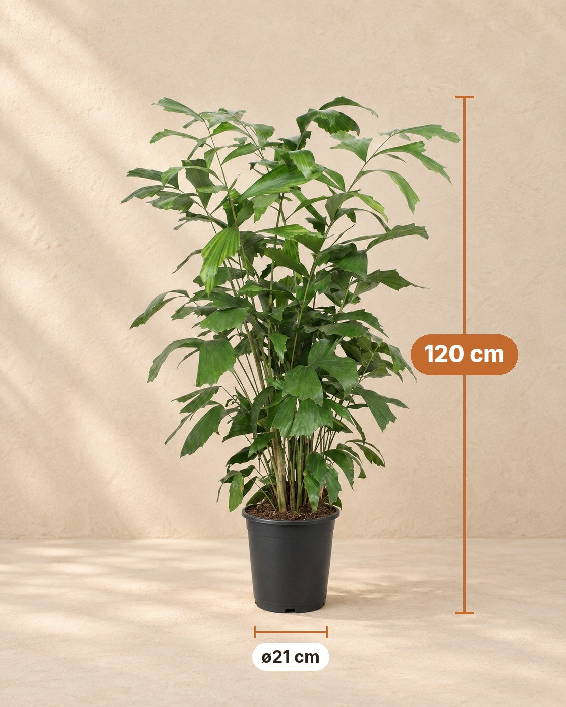 Maße Fischschwanzpalme: 120 cm hoch, Topf ø21 cm