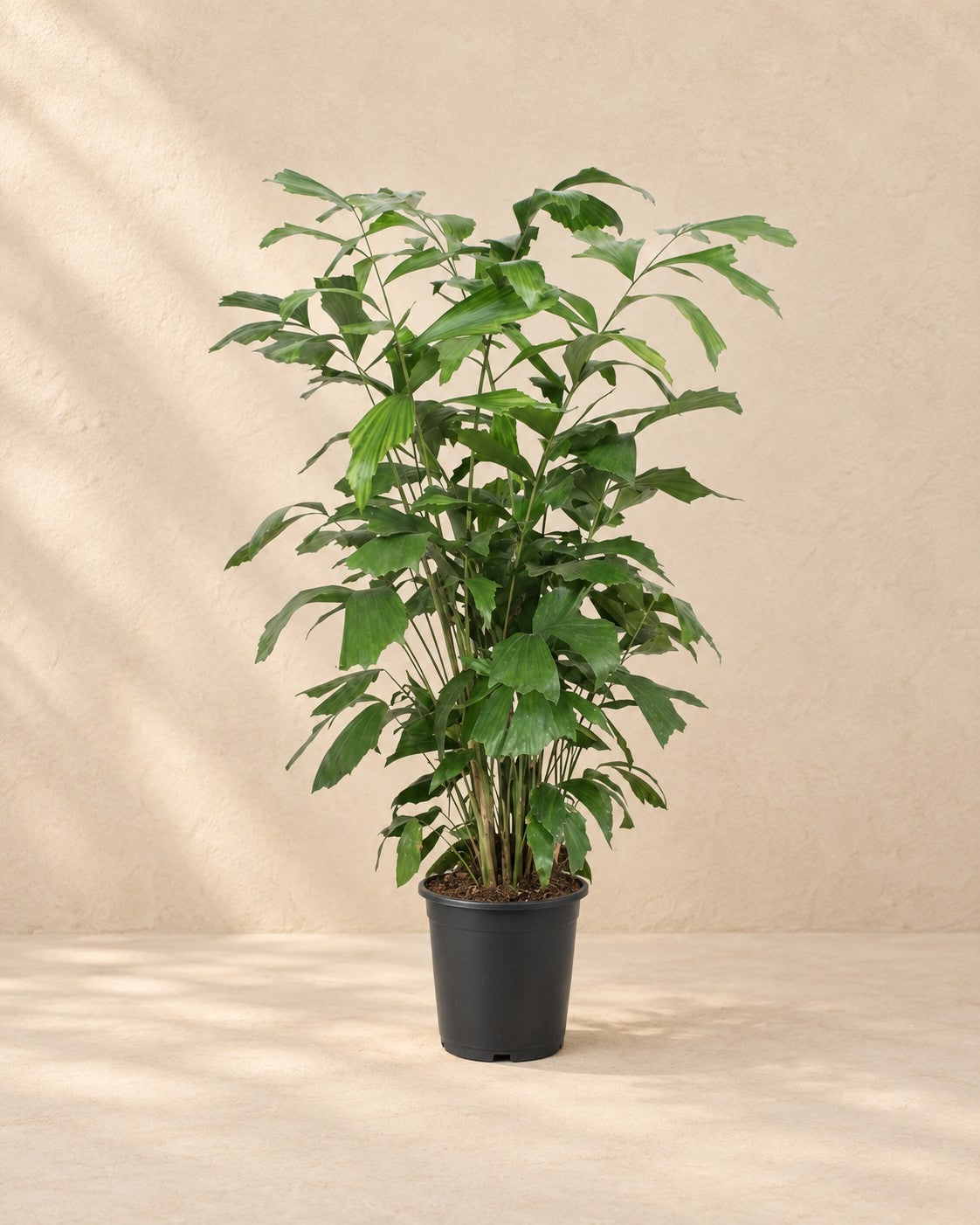 Fiskstjärtspalm (Caryota mitis), 120 cm hög i en 21 cm odlingskruka
