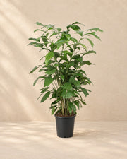 Fischschwanzpalme (Caryota mitis), 120 cm hoch im Anzuchttopf von 21 cm
