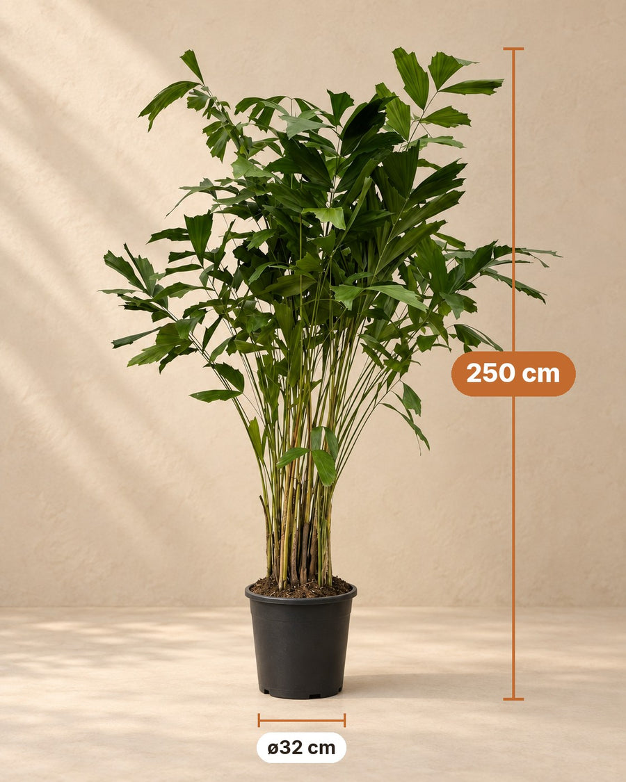 Palmier à queue de poisson (Caryota mitis) 250 cm de haut, pot ø32 cm