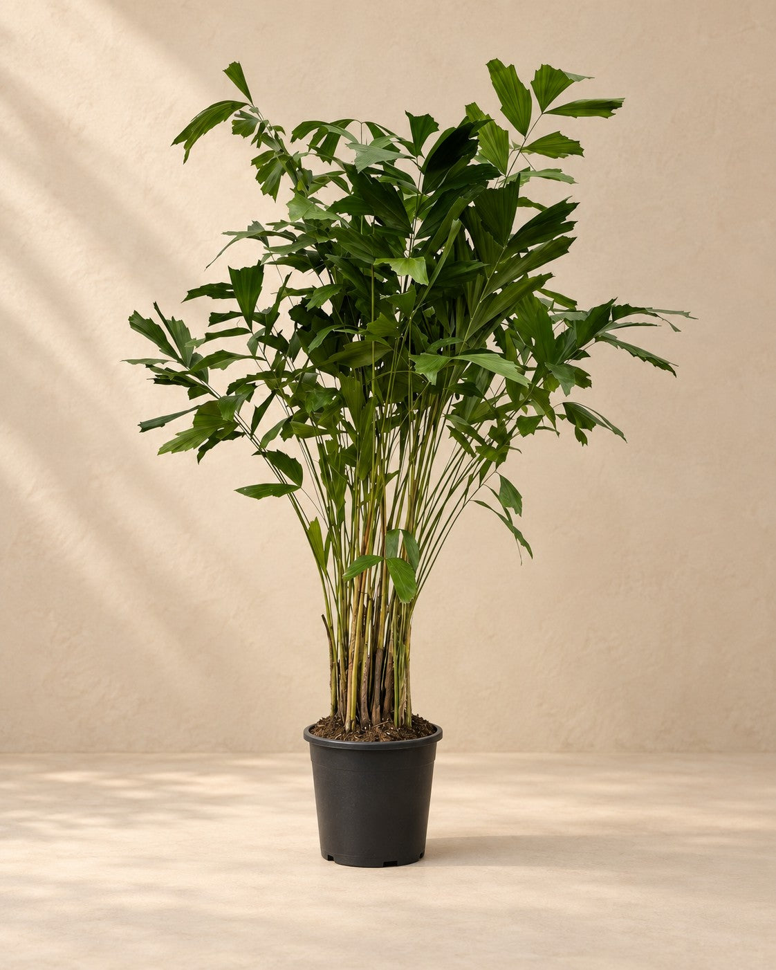 Vissestaartpalm (Caryota mitis) van 250 cm hoog in kweekpot van 32 cm
