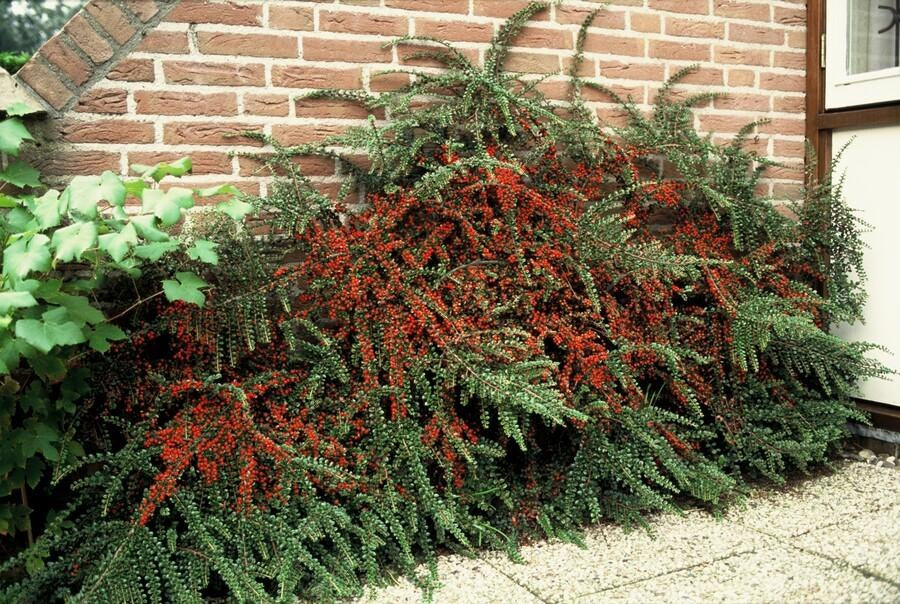 Fächer-Zwergmispel im Garten