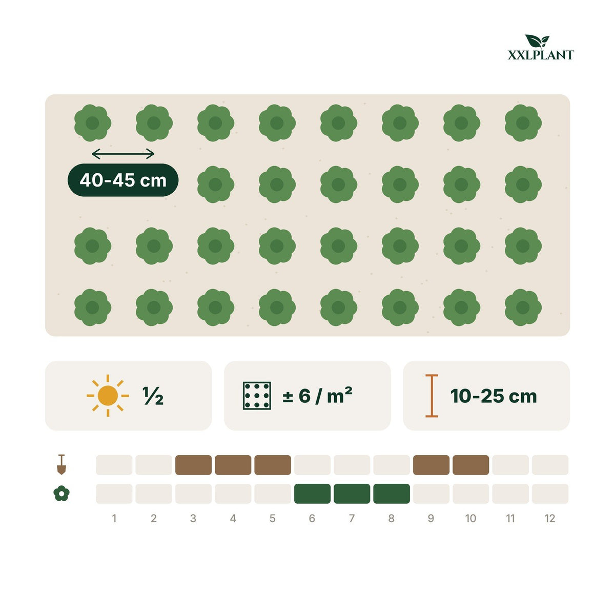Planting card Lady's mantle