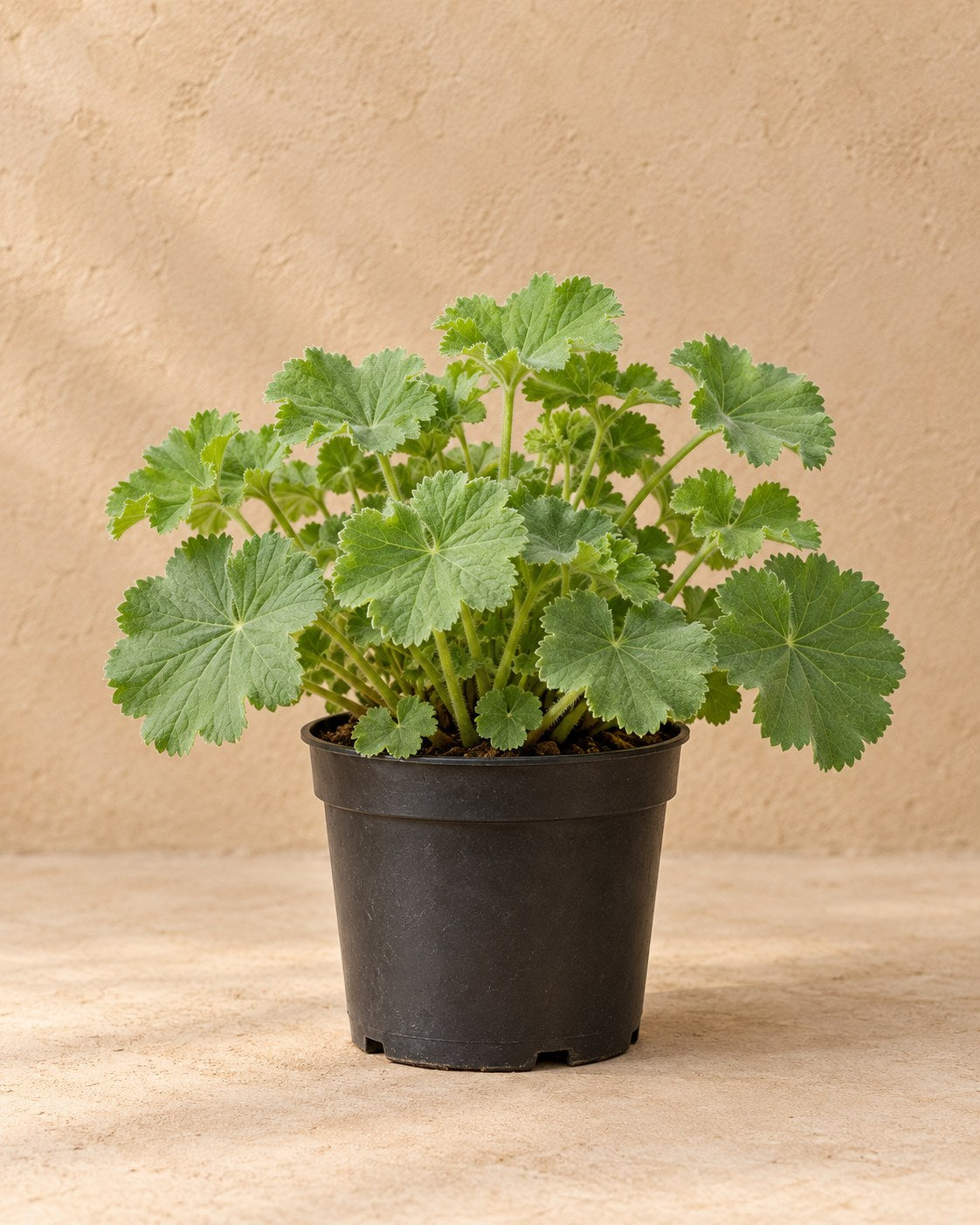 Alchemilla