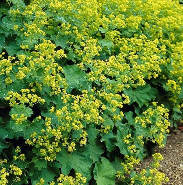 Alchemilla in giardino
