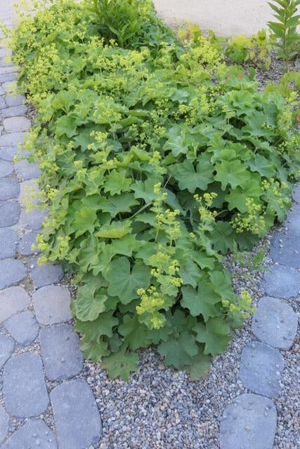 Lady's mantle in the garden