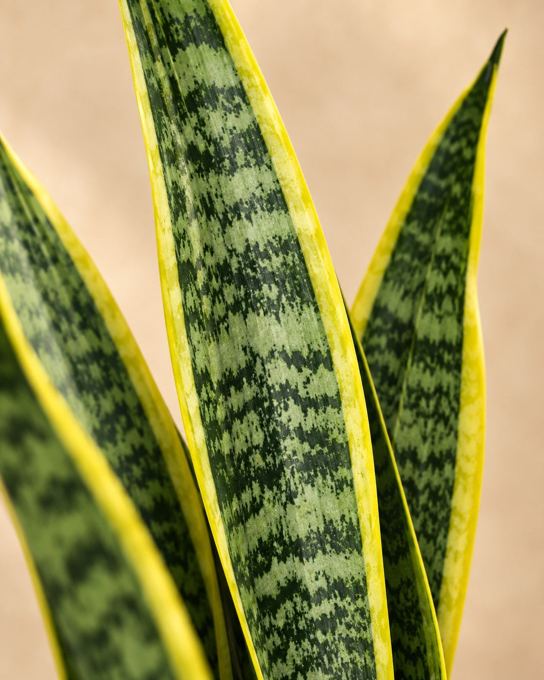 Close-up van het blad van de Vrouwentong (Sansevieria trifasciata 'Laurentii')