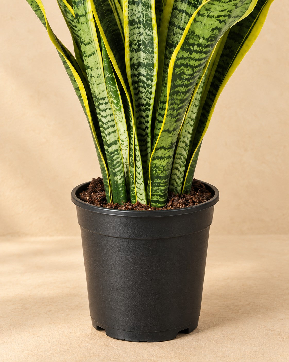 Lower part of the Snake Plant (Sansevieria trifasciata 'Laurentii') with its nursery pot