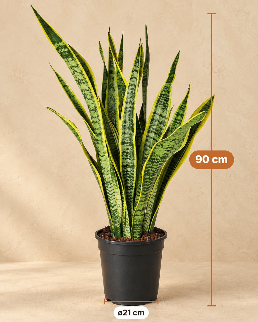 Snake Plant (Sansevieria trifasciata 'Laurentii') 90 cm tall, pot ø21 cm