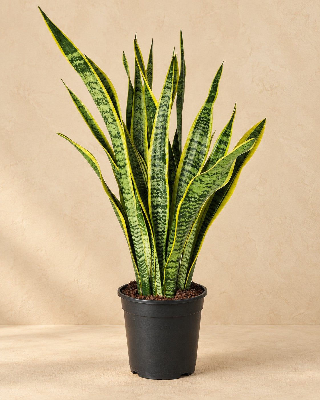 Snake Plant (Sansevieria trifasciata 'Laurentii'), 90 cm tall in a 21 cm nursery pot
