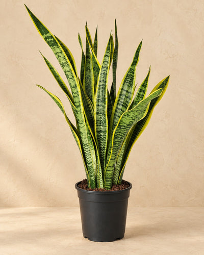 Snake Plant (Sansevieria trifasciata 'Laurentii'), 90 cm tall in a 21 cm nursery pot