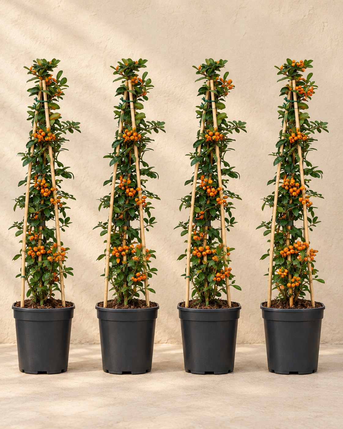 Feuerdorn 'Orange Glow' , 4 Pflanzen von 65 cm