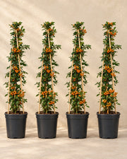 Eldtorn 'Orange Glow' , 4 växter på 65 cm