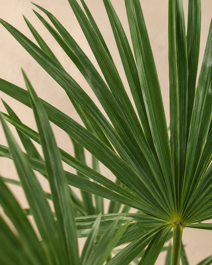 Waaierpalm (Trachycarpus fortunei) 160 cm hoog, pot ø27 cm